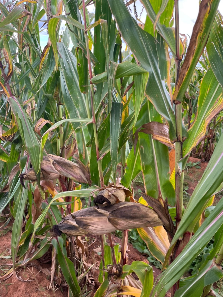 4 Bedroom Property for Sale in Bainsvlei Free State